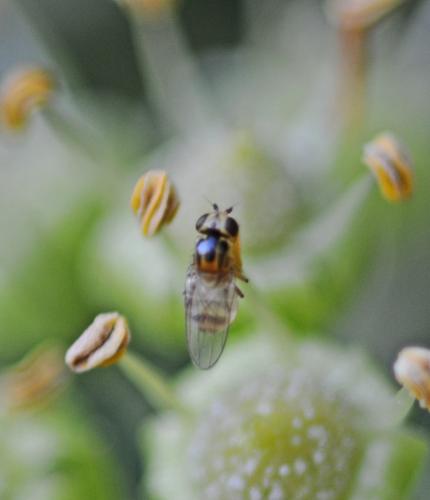 Trachysiphonella sp.